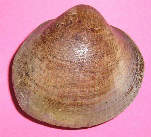 Glycimeris insubrica